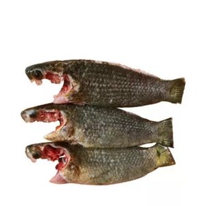 Koi Fish Processed (1kg)